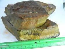 6 lbs Thick Slab Gold Premium Tiger Eye Rough Two Slabs #118 picture