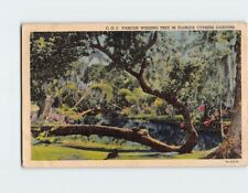 Postcard Famous Wishing Tree Cypress Gardens Florida USA picture