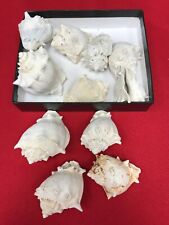 RARE Ancient Ice Age Shells - 130,000 - 18,000 Years Old - SET picture