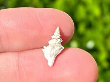 Italy Fossil Gastropod Trophon echinatus Pliocene Age Muricidae Shell picture