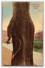 Worcester Massachusetts Postcard Elephant Elm Exterior View 1909 Vintage Antique picture