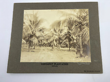 Cocoanut Plantation Ceylon Philadelphia Museum Gelatin Cabinet Photo picture