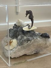 Seahorse Fossil w/ Marine Specimen & Shells Display Diorama picture