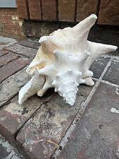 Vintage Queen Conch Oversized Sea Shell Dramatic Sculpture Ocean Beach Sand picture