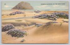 Tucson Arizona, Verbena Flowers Blooming on Sand Dunes, Vintage Postcard picture