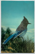 Yosemite National Park California Stellar Jay Blue Jay Bird 1967 VTG Postcard picture