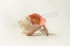 Pink Murex Phyllonotus erythrostomu Hermit Crab Sea Shell 4