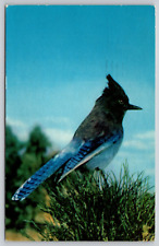 Postcard CA Yosemite National Park Stellar Jay Bluejay picture