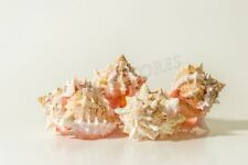 Pink Murex Phyllonotus erythrostomu Hermit Crab Sea Shell 3