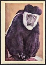 Vintage 1959 Colobus Monkey Animal Oak Manufacturing Card (Pretty Sharp) picture