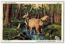c1940 Cool Refreshing Michigan Wild Life Animals Ironwood Michigan MI Postcard picture