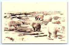 1930s ALASKA POLAR BEARS ON ARTIC ICE FLOE KODAK PHOTO RPPC POSTCARD P2416 picture