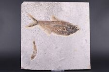Fossil Fish 6.2