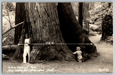 RPPC Vintage Postcard - California - Muir Wood National Monu Hollow Redwood Tree picture