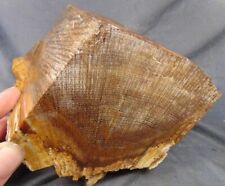 STINKING WATER GOLDEN OAK PETRIFIED WOOD … great old-collection piece … 6 lbs. picture