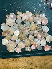 HAWAII HAWAIIAN SUNRISE SHELL PIECES CoLoRs sunriseshells UNCLEANED SPECIAL picture