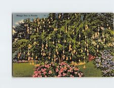 Postcard Mango Tree in Florida picture