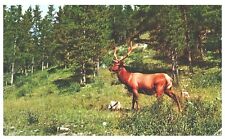 CRAFTY & ELUSIVE,THE ELK.VTG POSTCARD*A28 picture