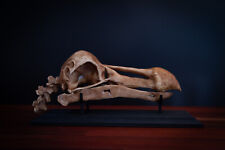 Dodo Skull Replica (Full Sized) including display base -FREE delivery world wide picture