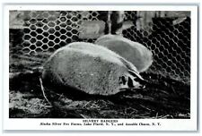 c1940 Silvery Badgers Alaska Silver Fox Farms Lake Placid New York NY Postcard picture