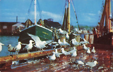 Maine ME, Sea Gulls Feasting Near a Fishing Boat, Vintage Postcard picture
