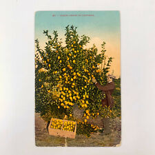 Postcard California Kingsburg CA Lemon Picking Farming Grove 1912 Posted picture
