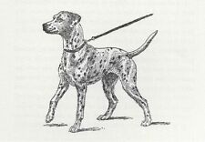 Dalmatian - CUSTOM MATTED - Vintage Dog Art Print - 1954 Kirmse picture