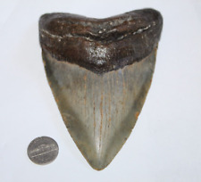 MEGALODON Fossil Giant Shark Teeth Ocean No Repair 5.63