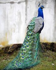 Beautiful PEACOCK Glossy 8x10 Photo Wildlife Peafowl Print Bird Poster picture