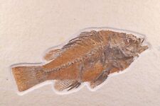 Superb Fossil Fish 9.6