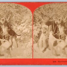 c1890s Adorable Hunting Dogs Stereoview Real Photo 