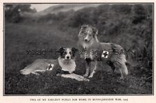 DOG Border Collie Red Cross War Dogs 1905 Russo-Japanese War, Rare Antique Print picture