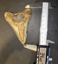 MEGALODON Fossil Giant Shark Teeth All Natural Large 3.4” HUGE COMMERCIAL GRADE picture