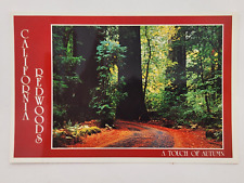 Postcard California Redwoods A touch of autumn Crocker A.W. Anderson Unposted picture