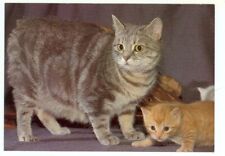 CAT-MANX CAT AND KITTEN--1989-4