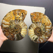 3.37lb Natural A pair of ammonite fossil conch crystal specimen+stand collection picture