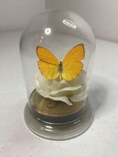 Vintage  Yellow Butterfly On White Rose Flower Framed under Glass Dome picture