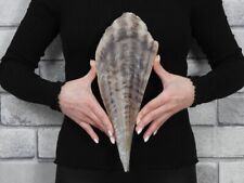 Sea shell Pinna bicolor 310mm ID#6911 picture