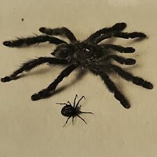 Antique Sepia Photograph Of Spiders & Original Glass Negative Odd Creepy Critter picture
