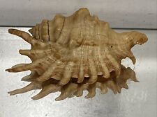 VTG. Seashell Fantastic Shape From Collection Rare and Beautiful picture