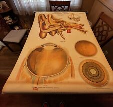Vtg A.J Nystrom & Co. pull down anatomy chart EYE & EAR 1918 classroom full size picture
