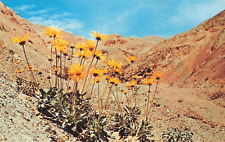 Death Valley CA California, Yellow Panamint Daisy, Vintage Postcard picture