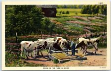 Postcard - Down On The Farm In Maine picture