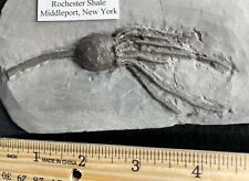 Crinoid Relation, Startled Fossil Cystoid from Middleport, NY picture