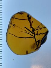 Museum Grade Dacrydium Leaves, Botanic Inclusion in Genuine Burmite Amber, 98myo picture