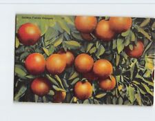 Postcard Golden Florida Oranges USA picture