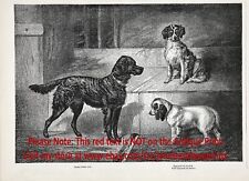 Dog English Springer Spaniel, Gordon Setter & Sussex, Large 1870s Antique Print picture