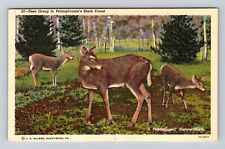 PA-Pennsylvania, Deer Group, Black Forest, Antique, Vintage Souvenir Postcard picture