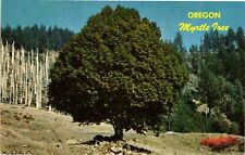 Vintage Postcard- Oregon Myrtle Tree. picture