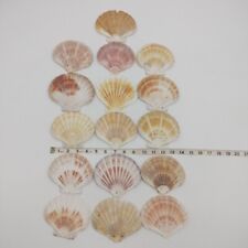 Vintage Seashells Lot of 16 Scallop Sea Shells Large Beach Decor Craft Projects. picture